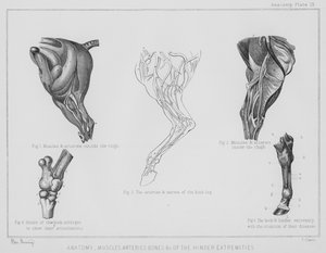 Arka ekstremitelerin (lito) anatomisi, kas arterleri, kemikleri vb.
