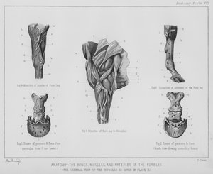 Ön bacağın anatomisi, kemikleri, kasları ve arterleri (lito)
