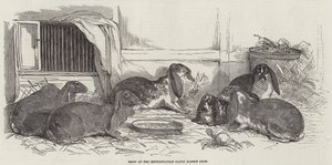 Metropolitan Fantezi Tavşan Kulübü Gösterisi by Benjamin Herring