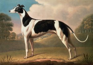 Tazı, tuval üzerine 1800 yağlı boya