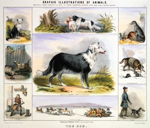 Köpek, c1850 by Benjamin Waterhouse Hawkins