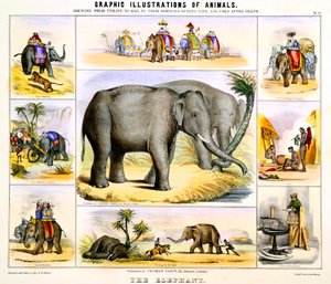 Fil, c1850 by Benjamin Waterhouse Hawkins