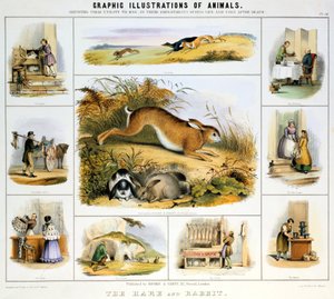 Tavşan ve Tavşan, c1850 by Benjamin Waterhouse Hawkins