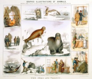 Mühür ve Mors, c1850 by Benjamin Waterhouse Hawkins