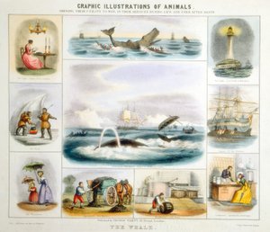 Balina, c1850 by Benjamin Waterhouse Hawkins