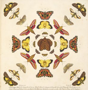 A Rare Depiction of Butterflies and Moths