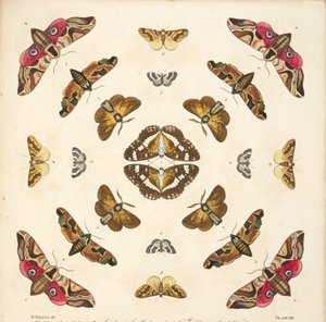 A Rare Depiction of Butterflies and Moths, pub. 1764 (el renkli gravür)