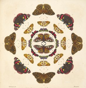 Levha VII