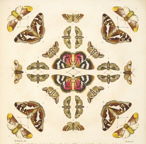 A Rare Depiction of Butterflies and Moths, pub. 1764 (el renkli gravür)