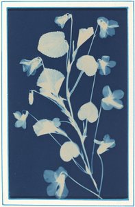 İsimsiz, c. 1900. by Bertha Evelyn Jacques