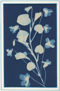  by Bertha Jaques