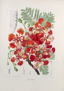 Poinciana Regia, Java Adası Flora ve Pomona