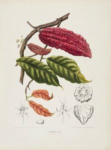 Theobroma, Kakao ağacı, c1840-1890. by Berthe Hoola van Nooten