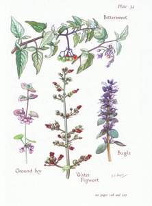 Acı tatlı, Yer Ivy, Bugle, Su Figwort, 1951 by Bessie D. Inglis