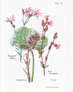 Butterbur, Düzensiz Robin, Red Campion, 1951 by Bessie D. Inglis
