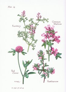 Ebegümeci, Restharrow, Fumitory, Red Clover, 1951 by Bessie D. Inglis