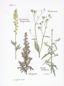 Kesilmiş Mignonette, Mugwort, Nipplewort, Hedge Hardal, 1951 by Bessie D. Inglis