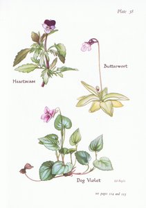 Heartsease, Köpek Menekşe, Butterwort, 1951 by Bessie D. Inglis