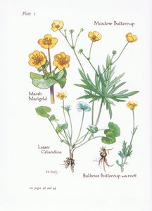 Marsh Marigold, Küçük Kırlangıçotu, Çayır Düğün Çiçeği, Soğanlı Düğün Çiçeği, 1951