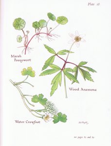 Marsh Pennywort, Ahşap Anemon, Su Crowfoot, 1951