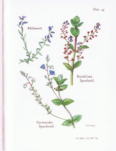 Süt otu, Brooklime, Speedwell, Germander Speedwell