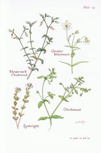 Fare Kulaklı Chickweed, Greater Stitchwort, Chickweed, Eyebright, 1951
