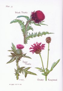 Misk Devedikeni, Mızrak Devedikeni, Büyük Knapweed, 1951