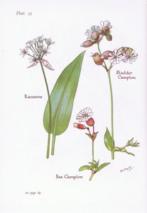 Ramsons, Mesane Kampı, Deniz Kampı, 1951 by Bessie D. Inglis