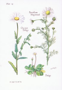 Kokusuz Mayweed, Papatya, Öküz Gözü Papatya, 1951