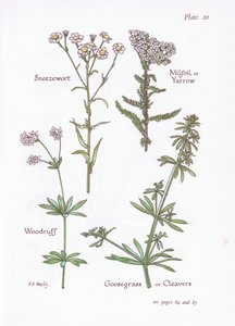 Sneezewort, Milfoil veya Civanperçemi, Woodruff, Goosegrass veya Cleavers, 1951