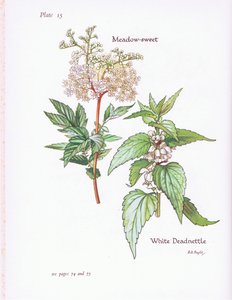 White Deadnettle, Çayır Tatlısı, 1951 by Bessie D. Inglis