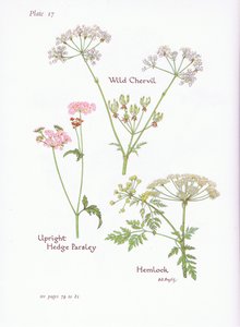 Yabani Chevril, Hemlock, Dik Çit Maydanoz, 1951 by Bessie D. Inglis