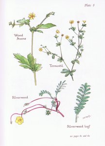 Ahşap Avens, Tormentil, Silverweed, 1951 by Bessie D. Inglis