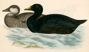 Ortak Scoter by Beverley R. Morris