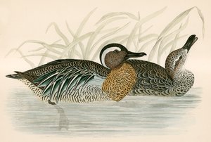 Garganey Turkuaz