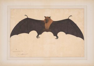 Büyük Bir Hint Meyve Yarasası veya Uçan Kutu (Ptreopus Giganteus) by Bhawani Das