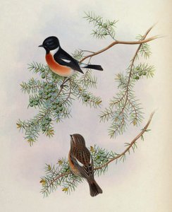 Saxicola maurus indicus, Juniperus formosana üzerinde. Asya Kuşları