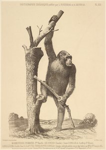  by Bisson Frères