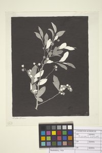 Huckleberry (kağıt üzerine mürekkep)