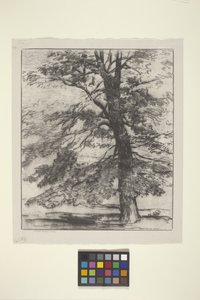 Şeker Akçaağacı (kağıt üzerine mürekkep) by Bolton Coit Brown