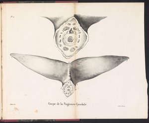 Balinanın kuyruk yüzgecinin kesiti, 1827 Coupe de la Nageoire Caudale (nesne üzerindeki başlık) by Bossuet