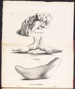 Balinanın dil kemiğinin üç parçası, 1827 Os du Rocher / Os Hyoid / Corne de l