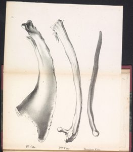Balinanın Üç Kaburgası, 1827 1. Côte / 2me Côte / Derniere Côte (nesne üzerindeki başlık) by Bossuet