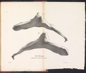 Balinanın Kalça Kemiği, 1827 Os Pelviens (nesne üzerindeki başlık) by Bossuet