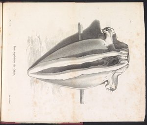 Balina Kafatası, 1827 Yüz supérieure du Crâne (nesne üzerindeki başlık) by Bossuet