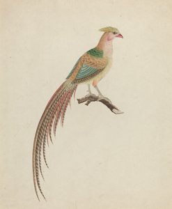 Altın Sülün (Chrysolophus pictus)