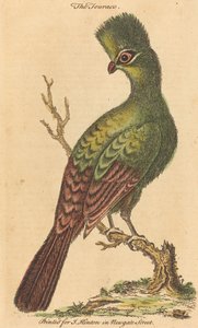 Turaco Kuşu