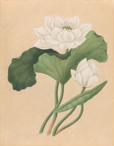 Doğu Hint Lotusu (Nelumbo nucifera)