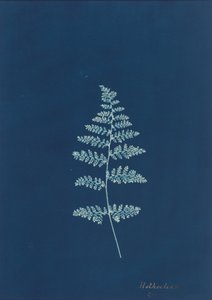 Hothocleana, c. 1850