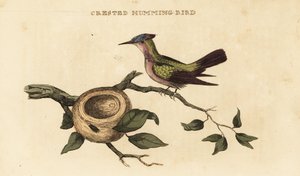 Antiller tepeli sinek kuşu, Orthorhyncus cristatus by British School